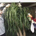 Come prendersi cura delle piante