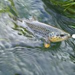 Corso di pesca a Milano