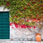 piante rampicanti su pergolato e balcone esempio di giardino verticale